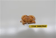 藏品(近親皺蟹)的圖片